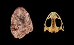 2億7000年前に生息していた、原始的な両生類の新種を発見