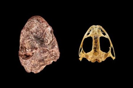 2億7000年前に生息していた、原始的な両生類の新種を発見