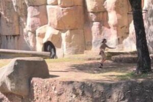 動物園で、2人の飼育員がゴリラに追いかけられる【動画】