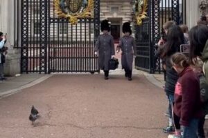 英王室の衛兵、ハトに向かって「道を開けろ！」と怒鳴る【動画】