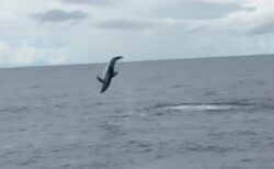 イルカが何度も後方宙返り、船にいた人々を喜ばす【動画】