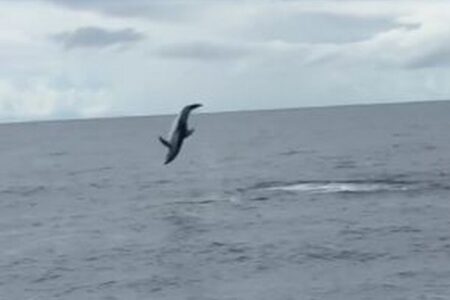 イルカが何度も後方宙返り、船にいた人々を喜ばす【動画】