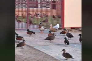 ヒッチコックの映画のよう！豪で多くの鳥たちが、民家に集まる【動画】