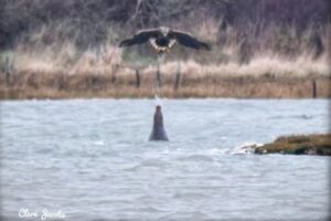アザラシが向かってきたワシに水を吹きかける、珍しい瞬間を目撃