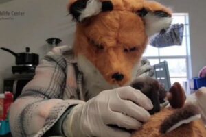 野生動物センターの職員、キツネの子供のためにぬいぐるみを着用