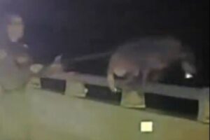 警察犬が突然、橋から落下しそうに！パートナーが素早く反応し救助