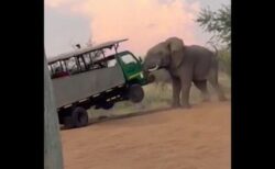 観光客も恐怖！ゾウが大型の車を襲撃、鼻で持ち上げる【南アフリカ】