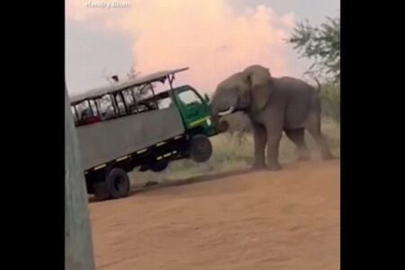 観光客も恐怖！ゾウが大型の車を襲撃、鼻で持ち上げる【南アフリカ】