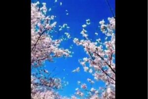 ワシントンD.C.でも桜が満開、しかし気候変動の影響も