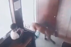 インドで事務所にヒョウが侵入、入口付近にいた少年も驚愕