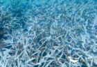 グレート・バリア・リーフで再び、サンゴの大規模な白化現象が発生