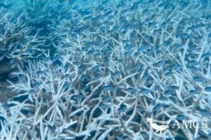 グレート・バリア・リーフで再び、サンゴの大規模な白化現象が発生