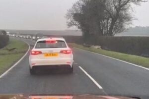 シカの群れが延々と道路を横断、車のドライバーも困惑【動画】