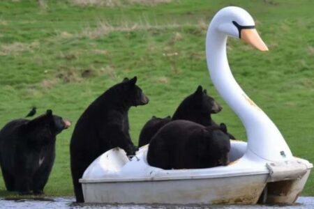 白鳥のボートに興味津々のクマたち、乗り込む姿がかわいい