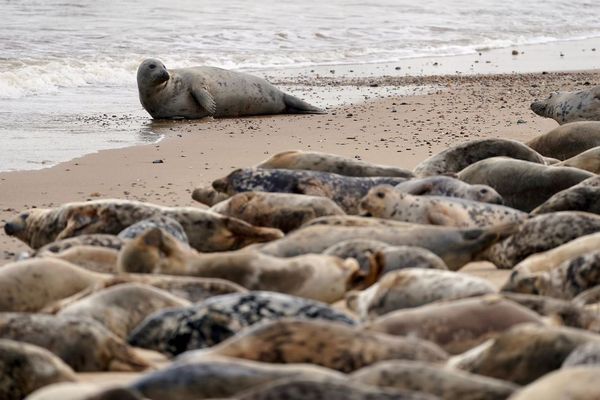 英の海岸に多くのアザラシが集合、その数は数千頭