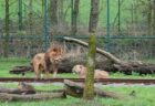 動物園でライオンのオスがメスを噛み殺す、飼育員もショック【ベルギー】