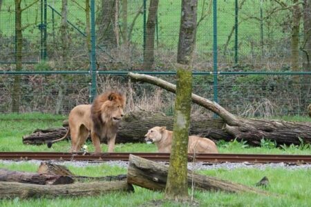 動物園でライオンのオスがメスを噛み殺す、飼育員もショック【ベルギー】