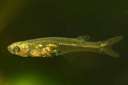 ミャンマーに生息する小さな魚、大きな音を出す仕組みを解明