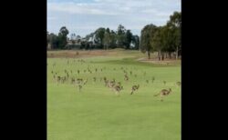 豪のゴルフ場にカンガルーの大群、プレーをしていた人もびっくり【動画】