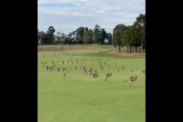豪のゴルフ場にカンガルーの大群、プレーをしていた人もびっくり【動画】