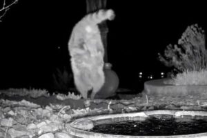 前足で逆立ちしながら歩くアライグマ、カメラがとらえたユニーク映像