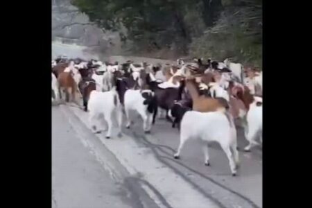 多くのヤギが道路に出現、警察が出動し、囲いへ戻す事態に