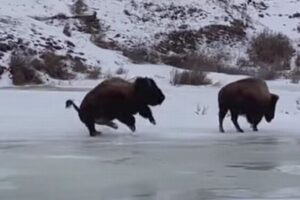 バッファローも氷の上が苦手？滑って、派手にコケてしまう【動画】
