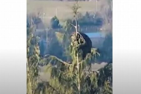 ヤマネコが木の先端にしがみつき、バランスをとる姿にヒヤヒヤ【動画】