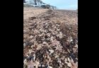 イギリスの海岸にヒトデの死骸が押し寄せ、当局は伝染病を危惧