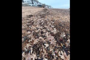 イギリスの海岸にヒトデの死骸が押し寄せ、当局は伝染病を危惧