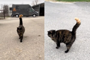 体は黒いのに尻尾だけ茶トラの猫が可愛い