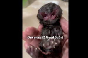 頭が2つある猫が生まれ、ネットで話題に