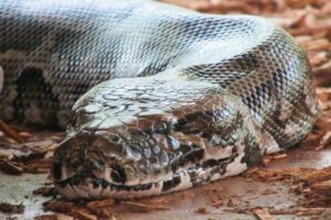 人間はもっとニシキヘビを食べるべき、豪の科学者が提唱