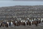 南極付近のサウスジョージア島で、鳥インフルに感染したペンギンを初めて確認