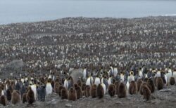南極付近のサウスジョージア島で、鳥インフルに感染したペンギンを初めて確認