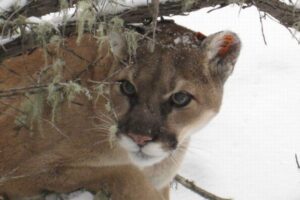 マウンテン・ライオンに襲われ1人が死亡、1人が顔に負傷【アメリカ】