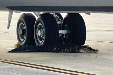 巨大なワニが米空軍基地に出現、航空機の下に横たわる