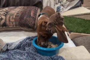 ボウルに長い耳が入らないようワンコが食べる方法、女性のアイディアが秀逸