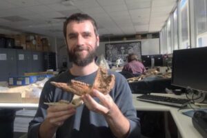 古代に生息していた巨大なカンガルー、新たに3種類を特定