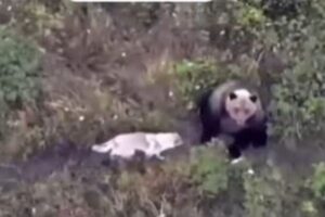ロシアで行方不明になったハスキー犬、野生のクマと仲良く過ごしていた！【動画】