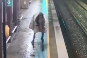 駅のホームに突然、競走馬が出現、乗客らも驚愕【オーストラリア】
