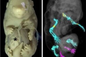 6本足で性器のないマウス、科学者により偶然作られる