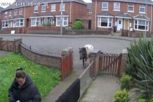 門を開けたらさりげなく馬がついてきて…気づいた女性もびっくり【動画】