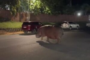 南アフリカでカバが町を徘徊、遭遇した観光客も驚愕【動画】