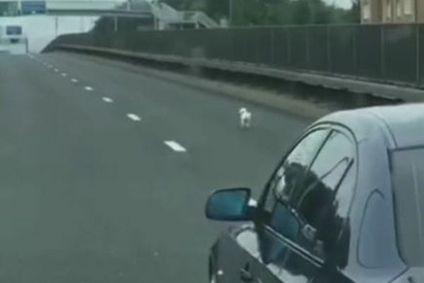 交通量の多い道路で、さまよっていた犬を運転手が保護【イギリス】