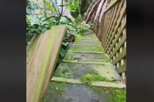 ネコの首輪に取り付けられたカメラ、行動を映した動画が話題に