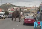 アメリカの町に巨大なゾウが出現、道路を歩く姿が目撃される【動画】