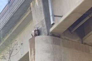 なぜそこに？ヤギが高さ24mの橋で立ち往生、無事に救出【アメリカ】　