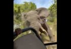 野生のゾウが観光客の乗った車を襲撃、高齢女性が死亡【ザンビア】