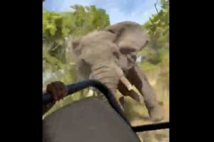 野生のゾウが観光客の乗った車を襲撃、高齢女性が死亡【ザンビア】